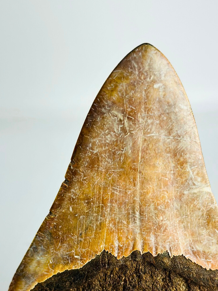 Megalodon Vulkanische Tand "The Burned One" (Indonesië) - 12,5 cm
