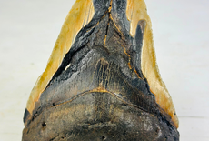 Warum Megalodon-Zähne perfekt für minimalistische Sammlungen sind