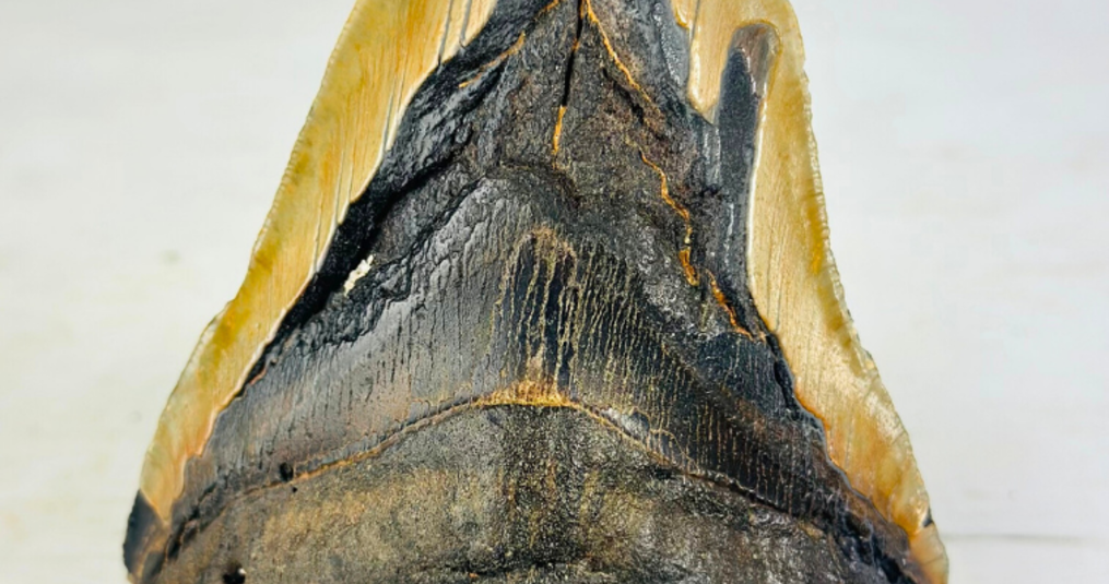 Why Megalodon teeth are perfect for minimalist collections
