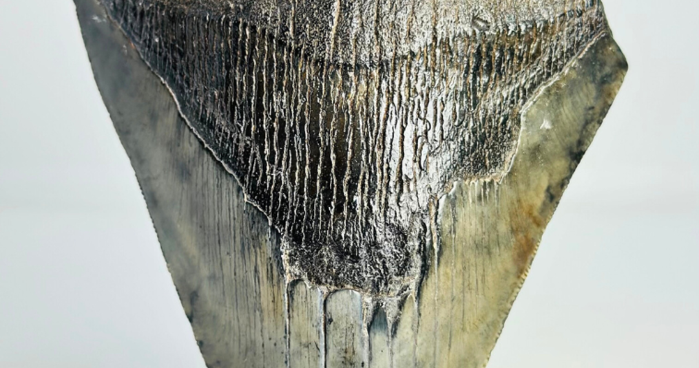 Was passiert, wenn man einen Megalodon-Zahn fallen lässt?