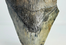 Was passiert, wenn man einen Megalodon-Zahn fallen lässt?