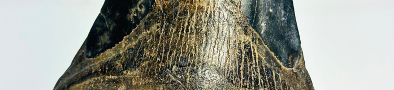 Megalodon teeth as corporate gifts?