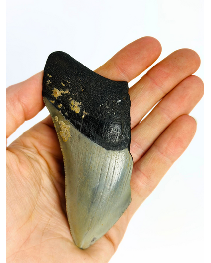 Diente de Megalodón "Dark Mountain" (USA) - 10 cm