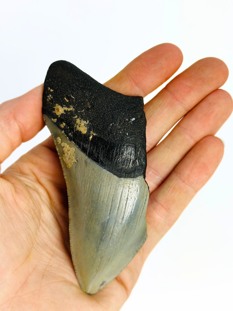 Dente di megalodonte "Dark Mountain" (USA) - 10 cm