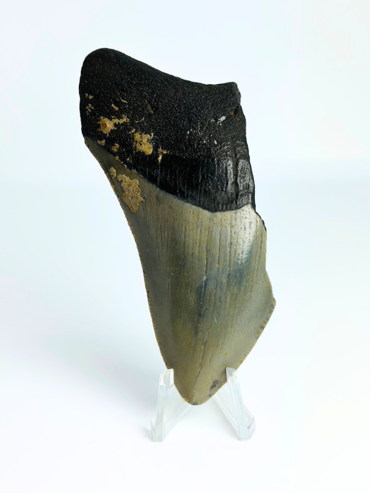 Dente di megalodonte "Dark Mountain" (USA) - 10 cm