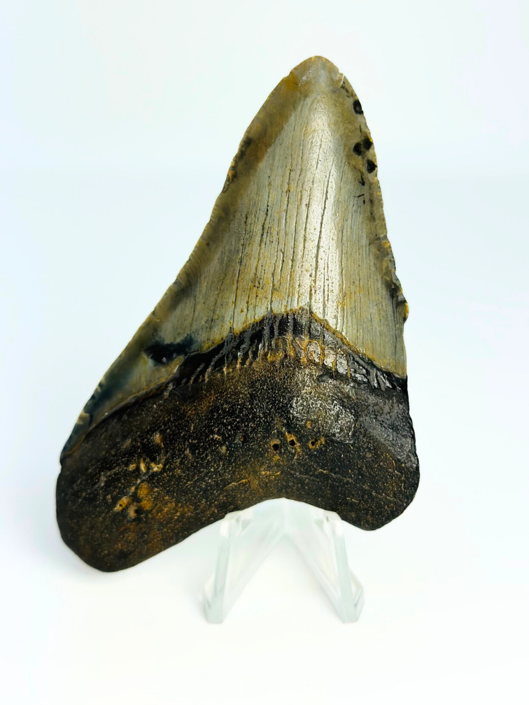 Megalodon tand ''Shield of Hope'' (VS) - 9,1 cm