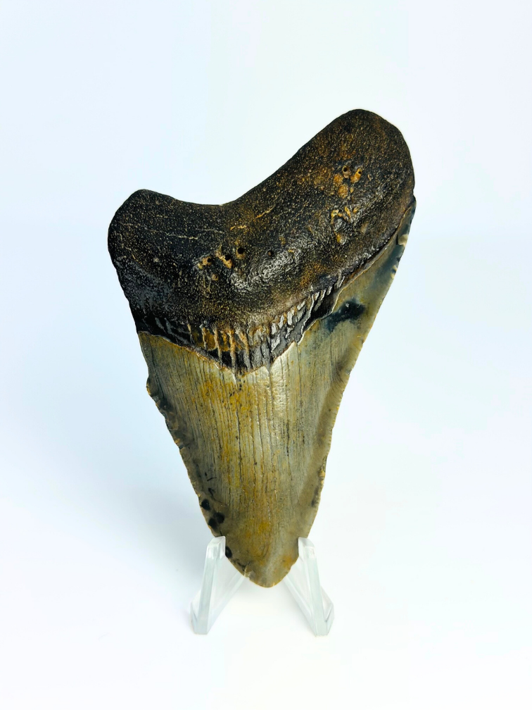 Megalodon tand ''Shield of Hope'' (VS) - 9,1 cm