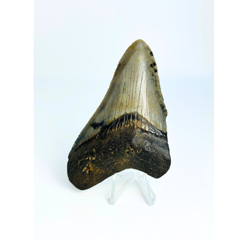 Dent de mégalodon ''Shield of Hope'' (US) - 9,1 cm