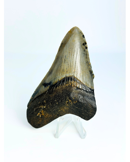 Megalodon-Zahn ''Shield of Hope'' (US) - 9,1 cm