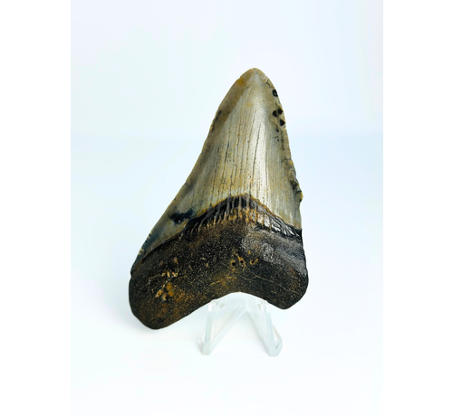 Megalodon tand ''Shield of Hope'' (VS) - 9,1 cm