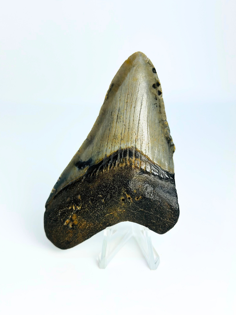 Megalodon tand ''Shield of Hope'' (VS) - 9,1 cm