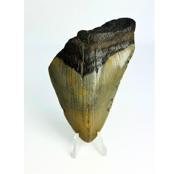 Dent de mégalodon "Low Class Soldier" (USA) - 9,5 cm