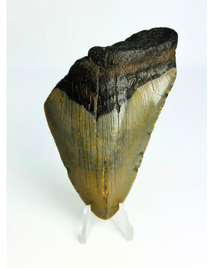 Megalodon Tand "Low Class Soldier" (VS) - 9,5 cm