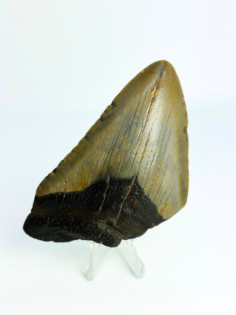 Megalodon Tooth "Low Class Soldier" (USA) - 9,5 cm