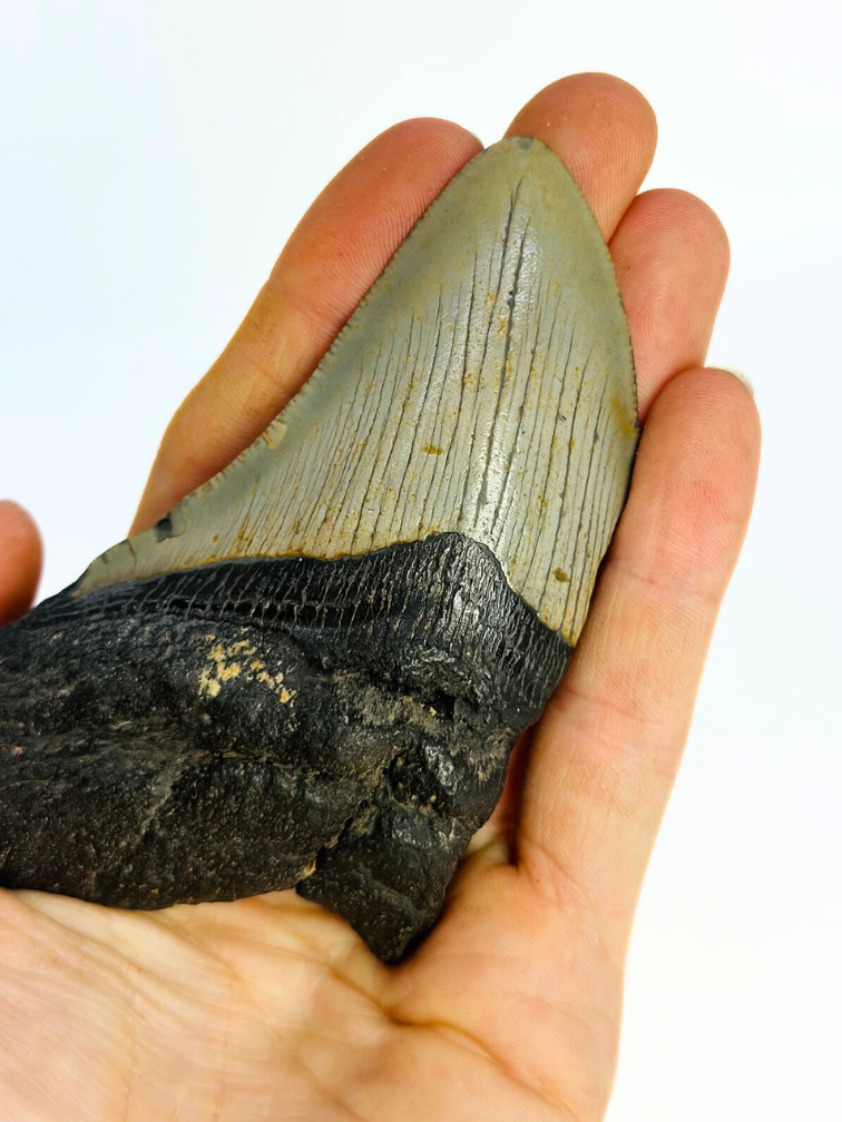 Dente di megalodonte "Haunted Claw" (USA) - 10 cm