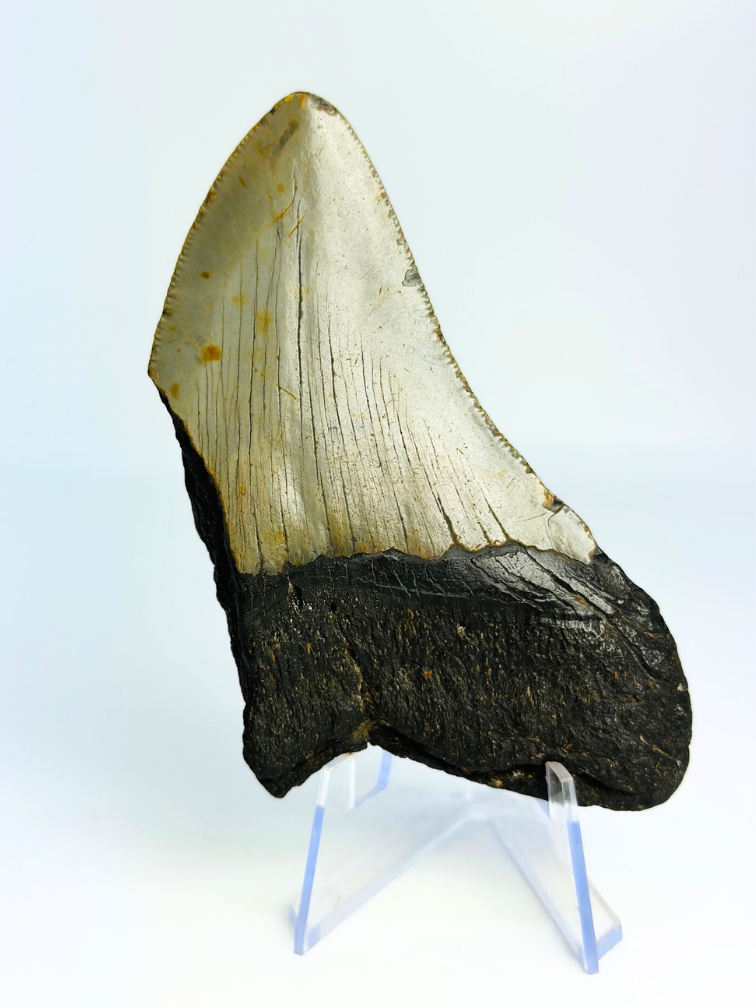 Dente di megalodonte "Haunted Claw" (USA) - 10 cm