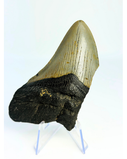 Diente de Megalodón "Haunted Claw" (USA) - 10 cm