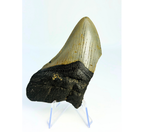 Dente di megalodonte "Haunted Claw" (USA) - 10 cm