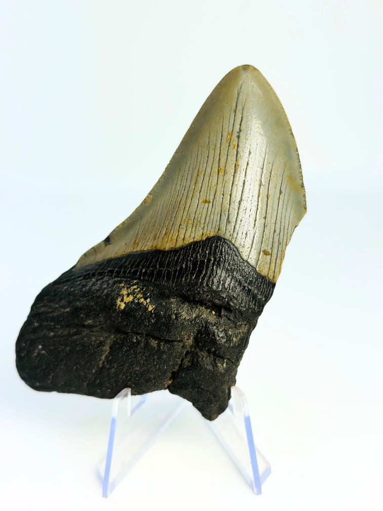 Dente di megalodonte "Haunted Claw" (USA) - 10 cm