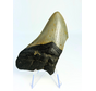 Megalodon Tooth "Haunted Claw" (USA) - 10 cm