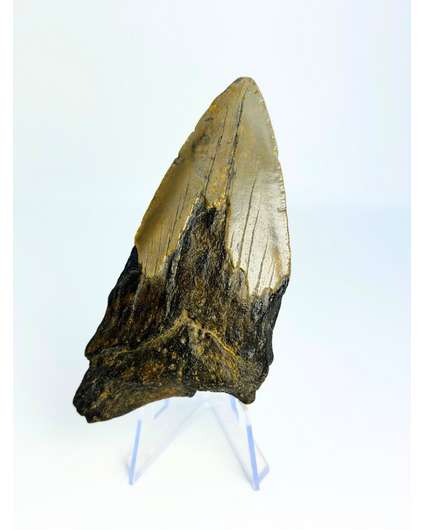 Megalodon-Zahn " Tiger's Solemn" (US) - 10,6 cm