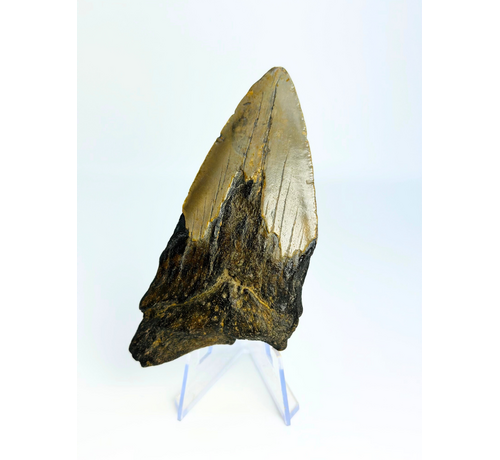 Megalodon-Zahn " Tiger's Solemn" (US) - 10,6 cm