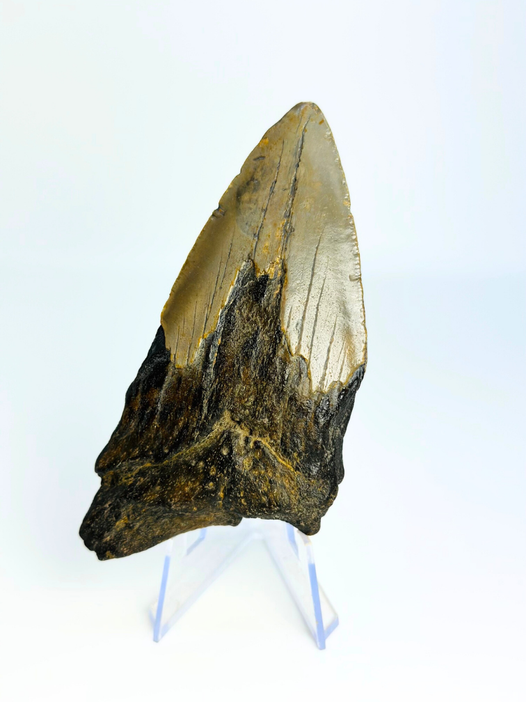 Megalodon-Zahn " Tiger's Solemn" (US) - 10,6 cm