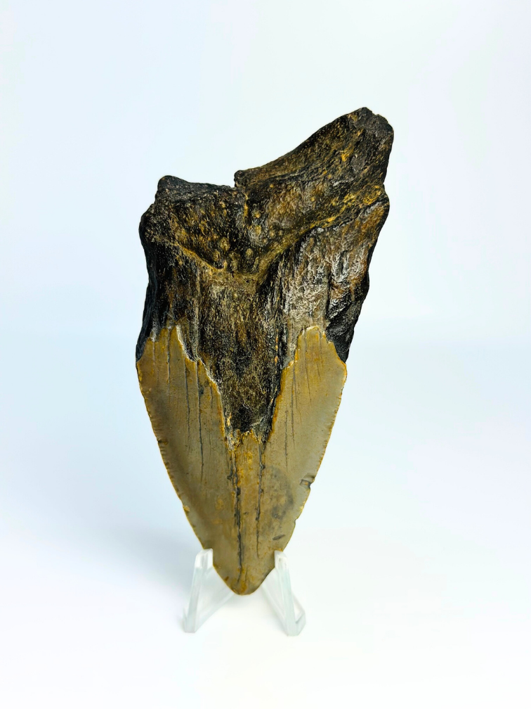 Megalodon-Zahn " Tiger's Solemn" (US) - 10,6 cm