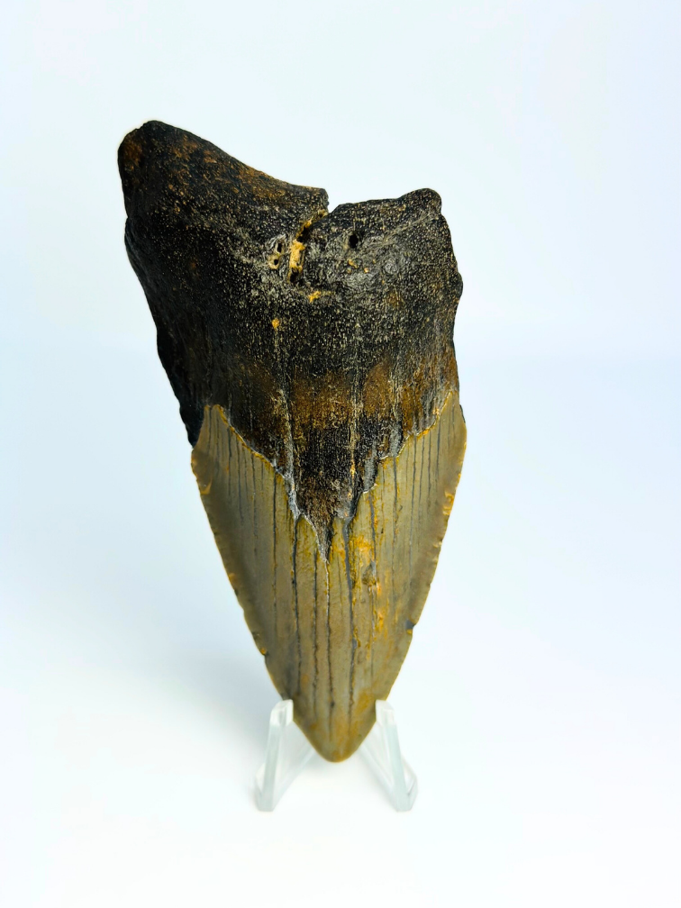 Dente di Megalodon "Tiger's Solemn" (USA) - 10,6 cm