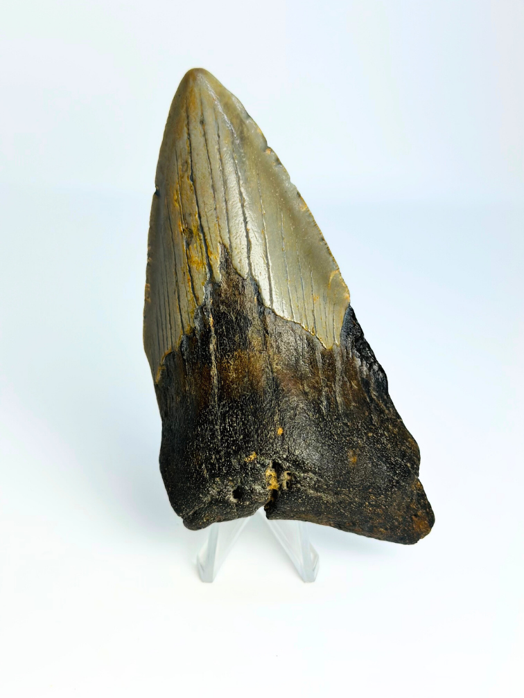 Dente di Megalodon "Tiger's Solemn" (USA) - 10,6 cm