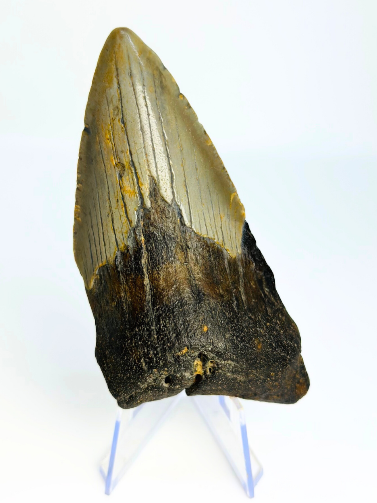 Megalodon Tand "Tiger's Solemn" (VS) - 10,6 cm