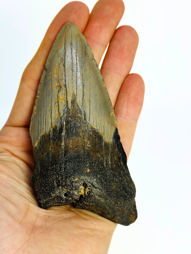 Dent de mégalodon "Tiger's Solemn" (US) - 10,6 cm