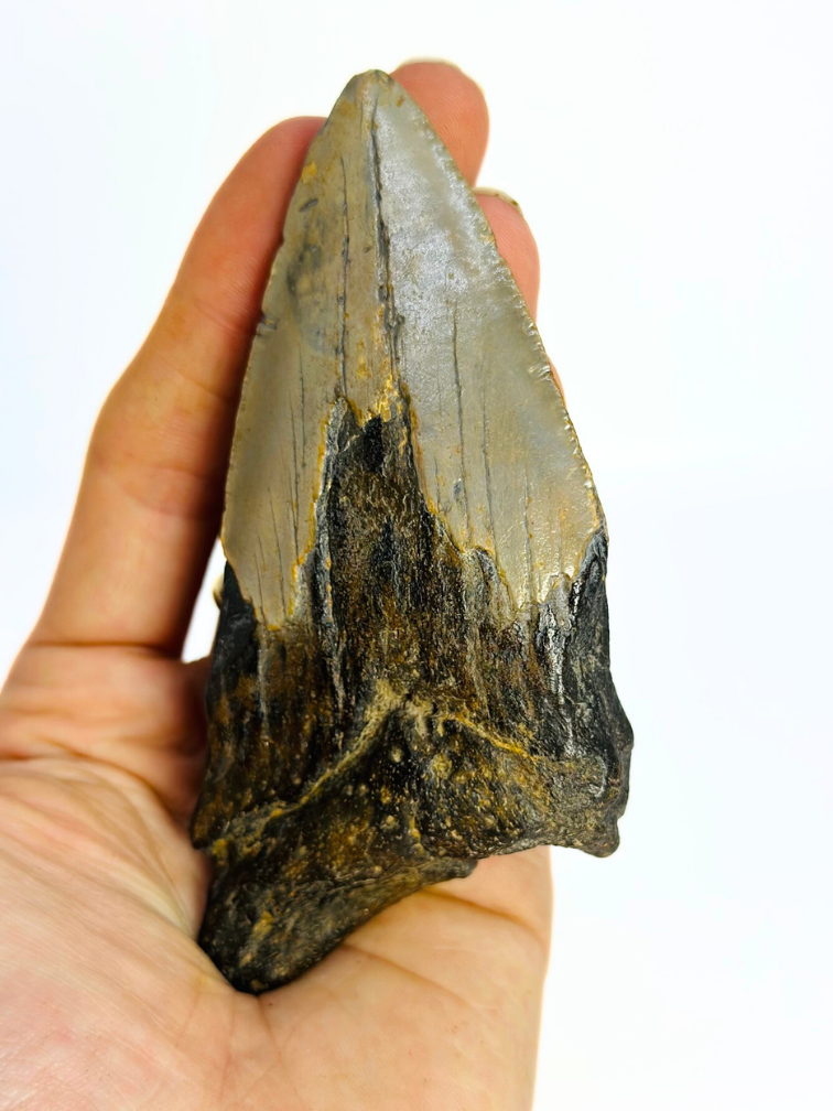 Megalodon Tand "Tiger's Solemn" (VS) - 10,6 cm