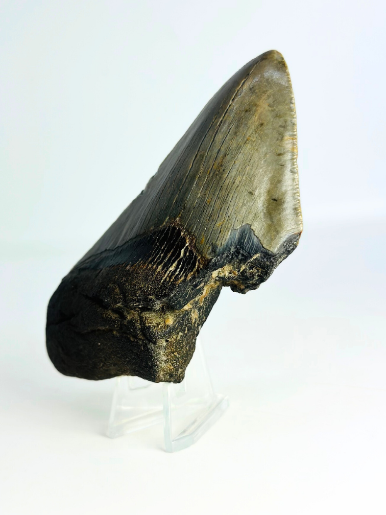 Megalodon Tooth "Lower Universe" (USA) - 10,9 cm