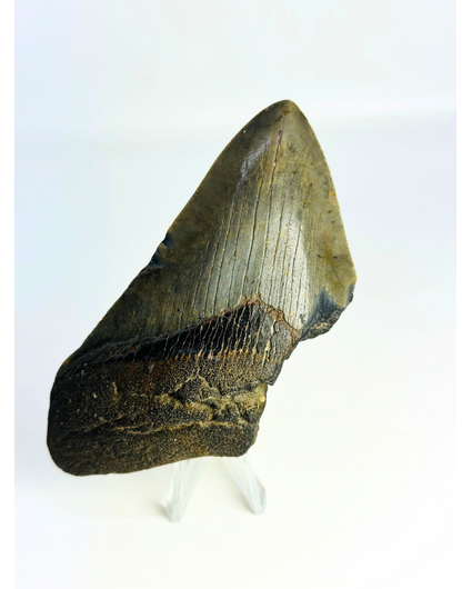 Megalodon-Zahn "Lower Universe" (USA) - 10,9 cm