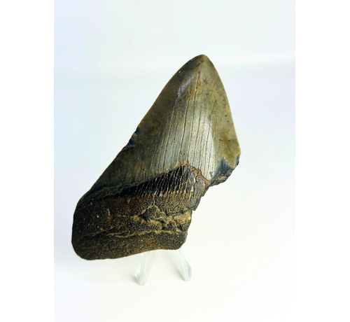 Megalodon Tooth "Lower Universe" (USA) - 10,9 cm