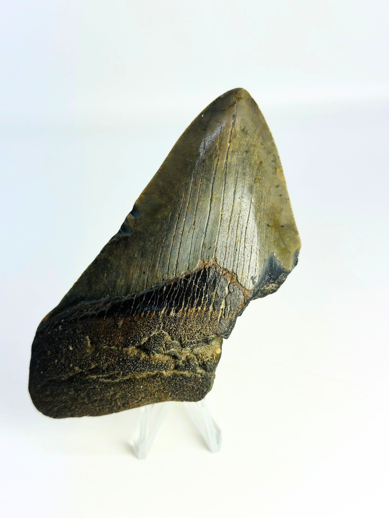 Megalodon Tooth "Lower Universe" (USA) - 10,9 cm