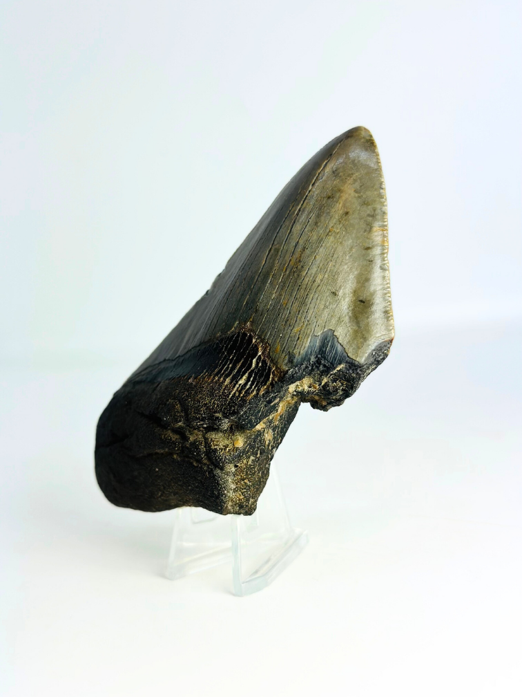 Dent de mégalodon "Lower Universe" (USA) - 10,9 cm