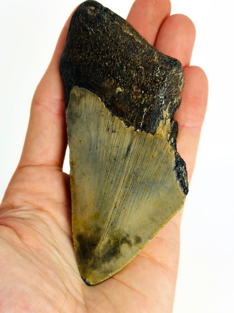 Dent de mégalodon "Lower Universe" (USA) - 10,9 cm