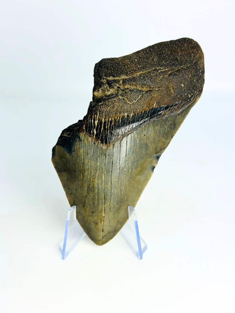 Megalodon Tand "Lower Universe" (VS) - 10,9 cm