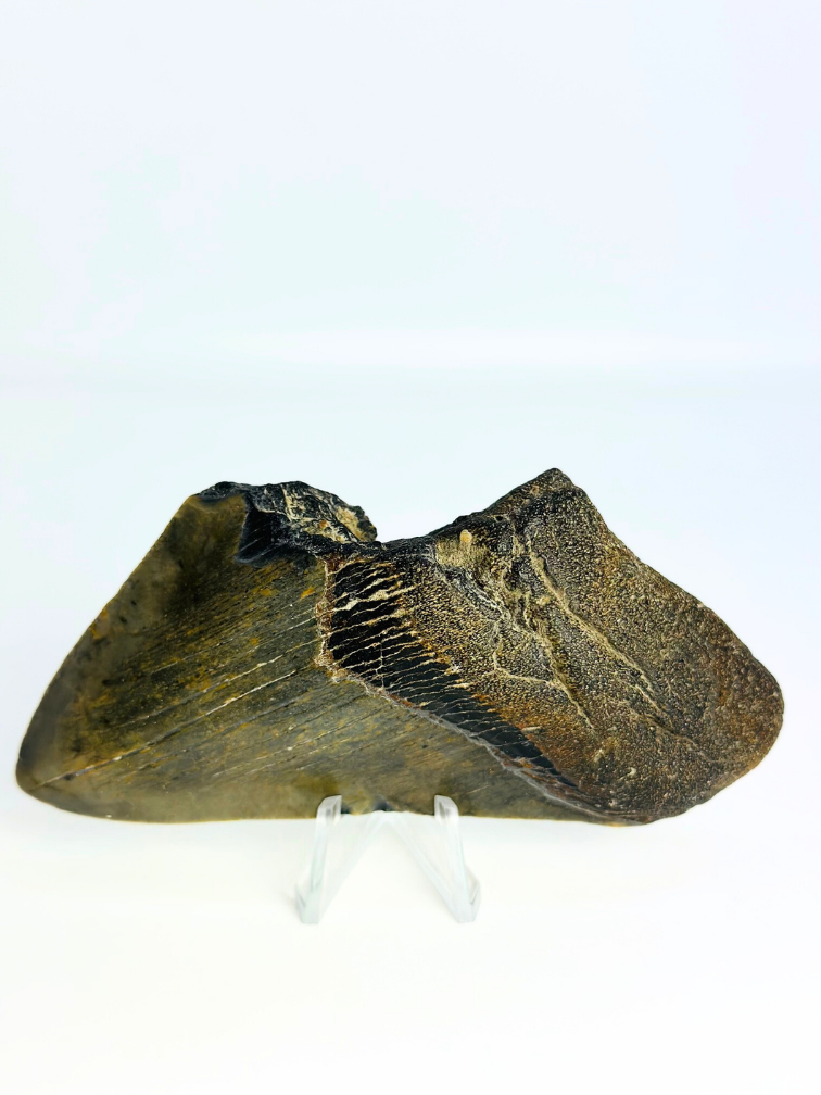 Megalodon Tooth "Lower Universe" (USA) - 10,9 cm