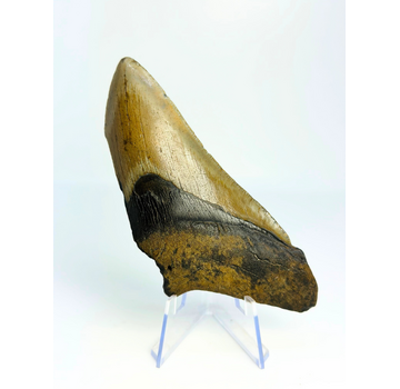 Megalodon-Zahn ''Battleworn'' (US) - 11,6 cm