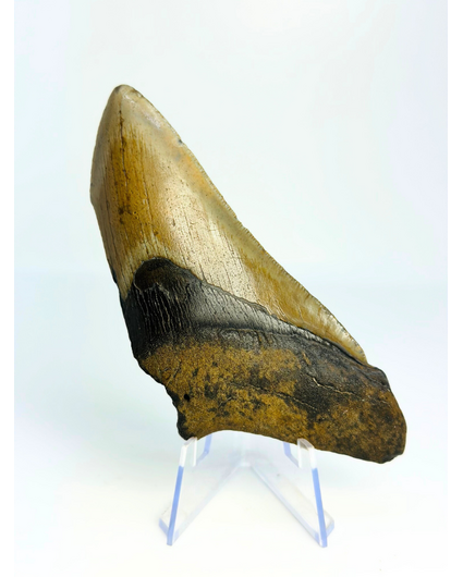 Dente di megalodonte ''Battleworn'' (USA) - 11,6 cm