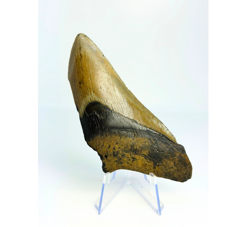 Diente de Megalodon ''Battleworn'' (US) - 11.6 cm