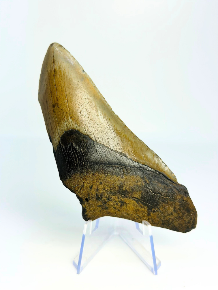 Megalodon-Zahn ''Battleworn'' (US) - 11,6 cm