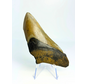 Diente de Megalodon ''Battleworn'' (US) - 11.6 cm