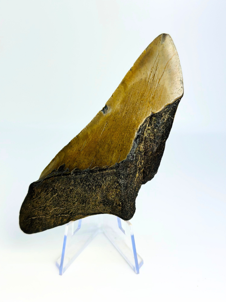 Megalodon-Zahn ''Battleworn'' (US) - 11,6 cm