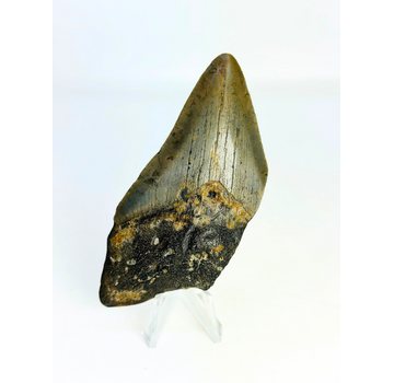 Megalodon Tooth "Goblin's Treasure" (USA) - 9,2 cm