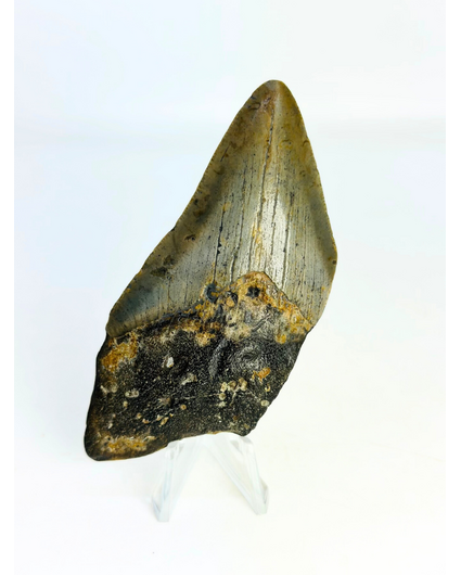 Diente de Megalodón "Goblin's Treasure" (USA) - 9,2 cm