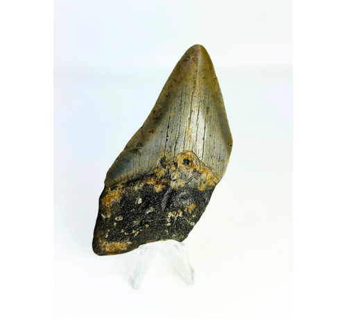 Dente di megalodonte "Goblin's Treasure" (USA) - 9,2 cm